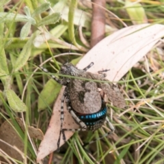 Acripeza reticulata at Mount Clear, ACT - 23 Feb 2018 11:02 AM