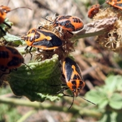 Agonoscelis rutila (Horehound bug) at Fyshwick, ACT - 26 Feb 2018 by RodDeb