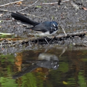 Rhipidura leucophrys at Fyshwick, ACT - 26 Feb 2018 11:13 AM