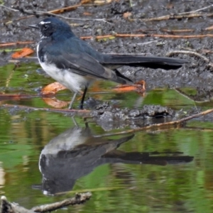 Rhipidura leucophrys at Fyshwick, ACT - 26 Feb 2018 11:13 AM