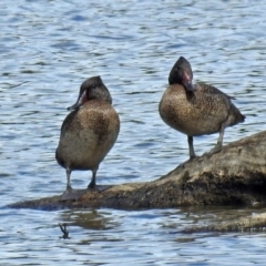 Stictonetta naevosa (Freckled Duck) at Fyshwick, ACT - 26 Feb 2018 by RodDeb