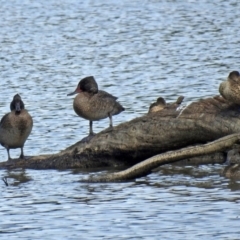 Stictonetta naevosa at Fyshwick, ACT - 26 Feb 2018