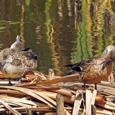 Anas gracilis (Grey Teal) at Fyshwick, ACT - 26 Feb 2018 by RodDeb