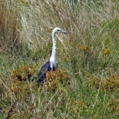 Ardea pacifica (White-necked Heron) at Fyshwick, ACT - 26 Feb 2018 by RodDeb