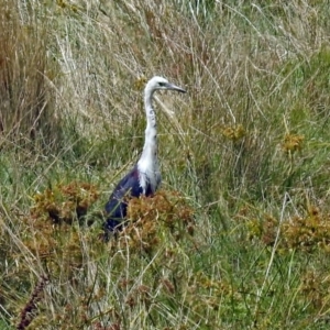 Ardea pacifica at Fyshwick, ACT - 26 Feb 2018