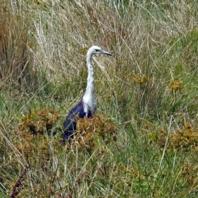 Ardea pacifica (White-necked Heron) at Jerrabomberra Wetlands - 26 Feb 2018 by RodDeb