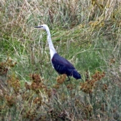 Ardea pacifica at Fyshwick, ACT - 26 Feb 2018 12:27 PM