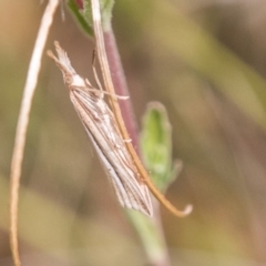 Hednota acontophora (A Crambid Moth) at Namadgi National Park - 23 Feb 2018 by SWishart