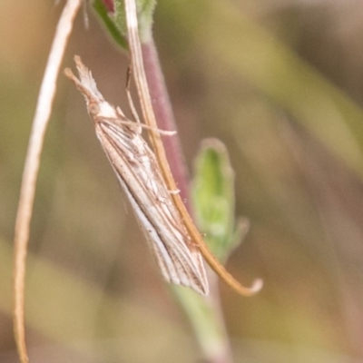 Hednota acontophora (A Crambid Moth) at Mount Clear, ACT - 23 Feb 2018 by SWishart
