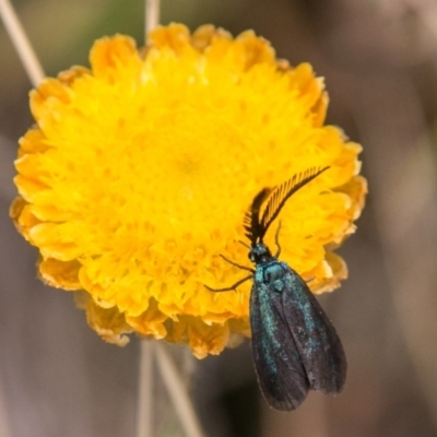 Pollanisus (genus) (A Forester Moth) at Mount Clear, ACT - 23 Feb 2018 by SWishart