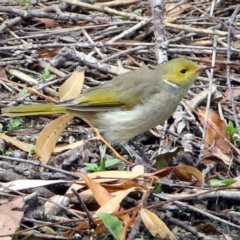 Ptilotula penicillata (White-plumed Honeyeater) at Fyshwick, ACT - 26 Feb 2018 by RodDeb