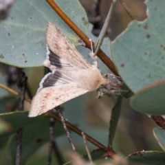 Helicoverpa armigera (Cotton bollworm, Corn earworm) at Namadgi National Park - 23 Feb 2018 by SWishart