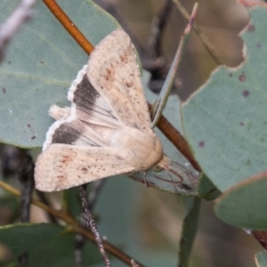 Helicoverpa armigera at Mount Clear, ACT - 23 Feb 2018