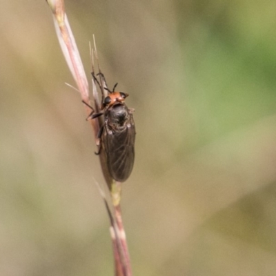 Inopus rubriceps (Sugarcane Soldier Fly) at Mount Clear, ACT - 23 Feb 2018 by SWishart