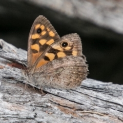 Geitoneura klugii (Marbled Xenica) at Mount Clear, ACT - 23 Feb 2018 by SWishart