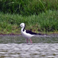 Himantopus leucocephalus (Pied Stilt) at Fyshwick, ACT - 26 Feb 2018 by RodDeb