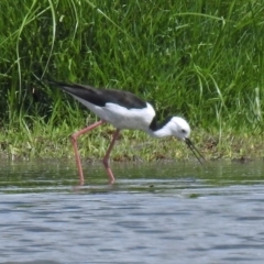 Himantopus leucocephalus at Fyshwick, ACT - 26 Feb 2018