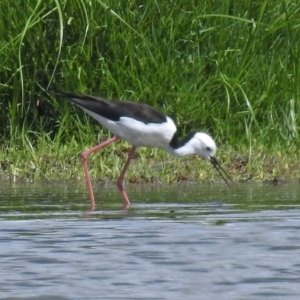 Himantopus leucocephalus at Fyshwick, ACT - 26 Feb 2018