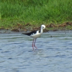 Himantopus leucocephalus at Fyshwick, ACT - 26 Feb 2018