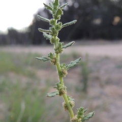 Dysphania pumilio (Small Crumbweed) at Coombs, ACT - 12 Feb 2018 by MichaelBedingfield
