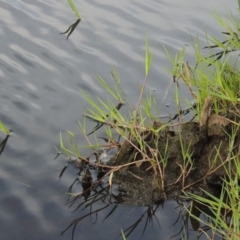 Paspalum distichum (Water Couch) at Molonglo River Reserve - 12 Feb 2018 by michaelb