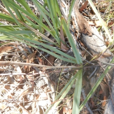 Dianella sp. aff. longifolia (Benambra) (Pale Flax Lily, Blue Flax Lily) at Lower Cotter Catchment - 27 Feb 2018 by MichaelMulvaney