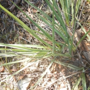 Dianella sp. aff. longifolia (Benambra) at Coree, ACT - 27 Feb 2018 11:04 AM