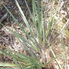 Dianella sp. aff. longifolia (Benambra) at Coree, ACT - 27 Feb 2018 11:04 AM