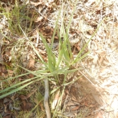 Dianella sp. aff. longifolia (Benambra) at Coree, ACT - 27 Feb 2018 11:04 AM