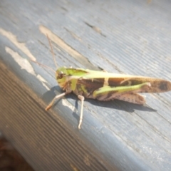 Gastrimargus musicus (Yellow-winged Locust or Grasshopper) at Coree, ACT - 27 Feb 2018 by MichaelMulvaney