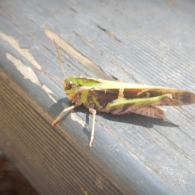 Gastrimargus musicus (Yellow-winged Locust or Grasshopper) at Coree, ACT - 27 Feb 2018 by MichaelMulvaney