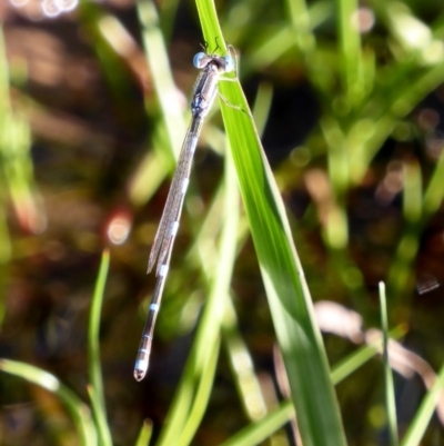 Austrolestes leda (Wandering Ringtail) at Red Hill Nature Reserve - 27 Feb 2018 by JackyF