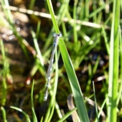 Austrolestes leda at Deakin, ACT - 27 Feb 2018 05:07 PM