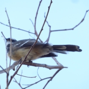 Rhipidura albiscapa at Deakin, ACT - 27 Feb 2018