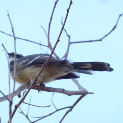 Rhipidura albiscapa (Grey Fantail) at Red Hill Nature Reserve - 27 Feb 2018 by JackyF