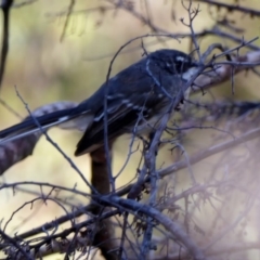 Rhipidura albiscapa at Deakin, ACT - 27 Feb 2018 04:42 PM