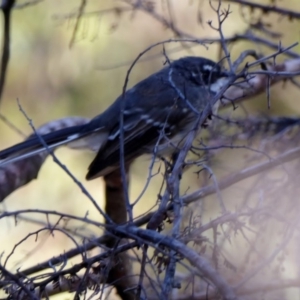 Rhipidura albiscapa at Deakin, ACT - 27 Feb 2018