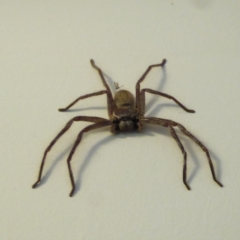 Isopeda (genus) (Huntsman Spider) at Hughes, ACT - 27 Feb 2018 by JackyF