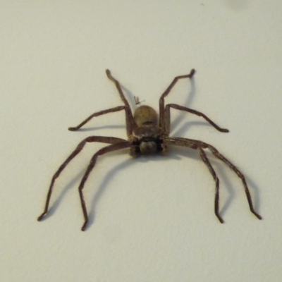 Isopeda (genus) (Huntsman Spider) at Hughes, ACT - 27 Feb 2018 by JackyF