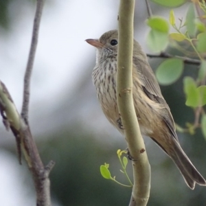 Pachycephala rufiventris at Red Hill, ACT - 26 Feb 2018