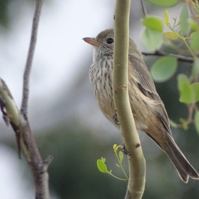 Pachycephala rufiventris (Rufous Whistler) at Red Hill Nature Reserve - 26 Feb 2018 by roymcd