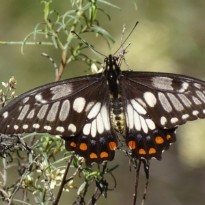 Papilio anactus at Point 4999 - 27 Feb 2018