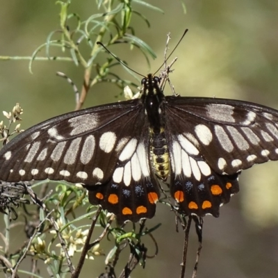 Papilio anactus (Dainty Swallowtail) at Black Mountain - 27 Feb 2018 by roymcd