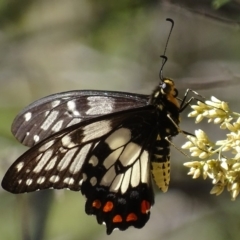 Papilio anactus at Point 4999 - 27 Feb 2018
