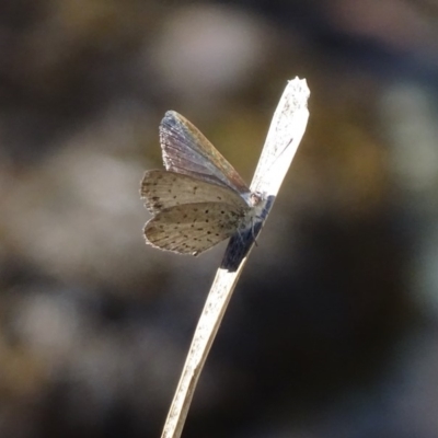 Erina acasta (Blotched Dusky-blue) at Point 4999 - 27 Feb 2018 by roymcd