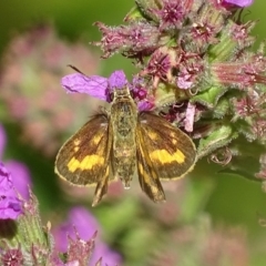 Ocybadistes walkeri (Green Grass-dart) at ANBG - 27 Feb 2018 by roymcd