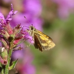 Ocybadistes walkeri at Canberra Central, ACT - 27 Feb 2018