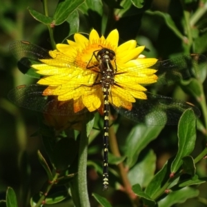 Synthemis eustalacta at Acton, ACT - 27 Feb 2018