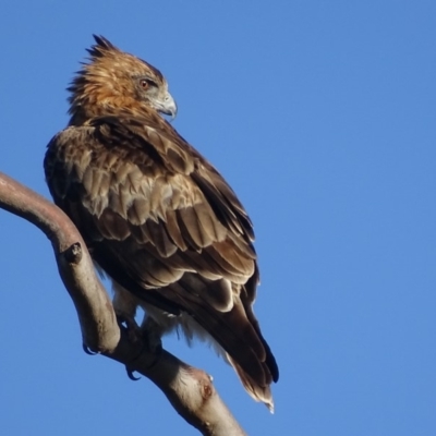 Hieraaetus morphnoides (Little Eagle) at Garran, ACT - 27 Feb 2018 by roymcd