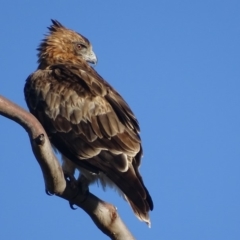 Hieraaetus morphnoides (Little Eagle) at Garran, ACT - 27 Feb 2018 by roymcd